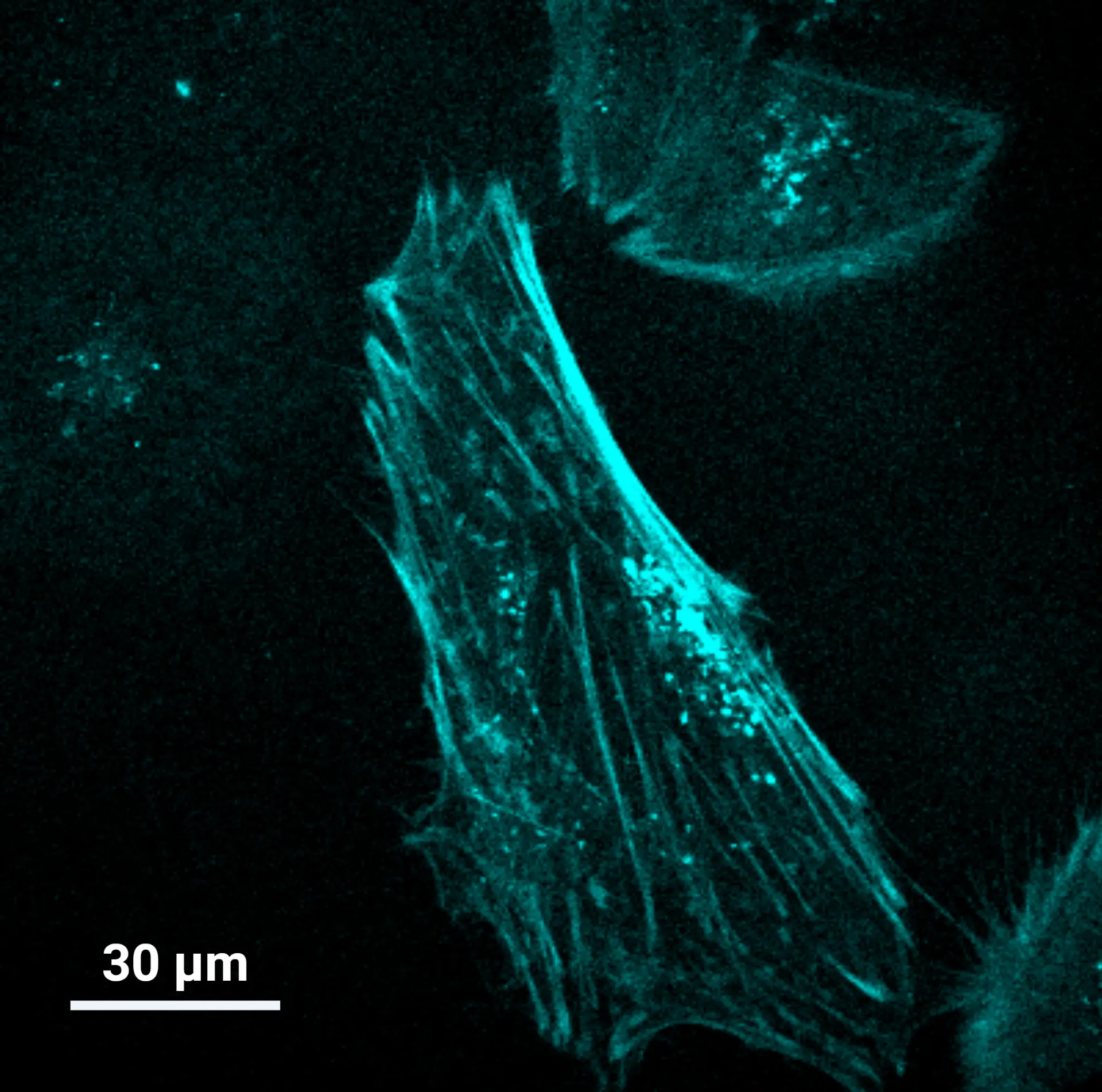 Molecular force sensor imaging