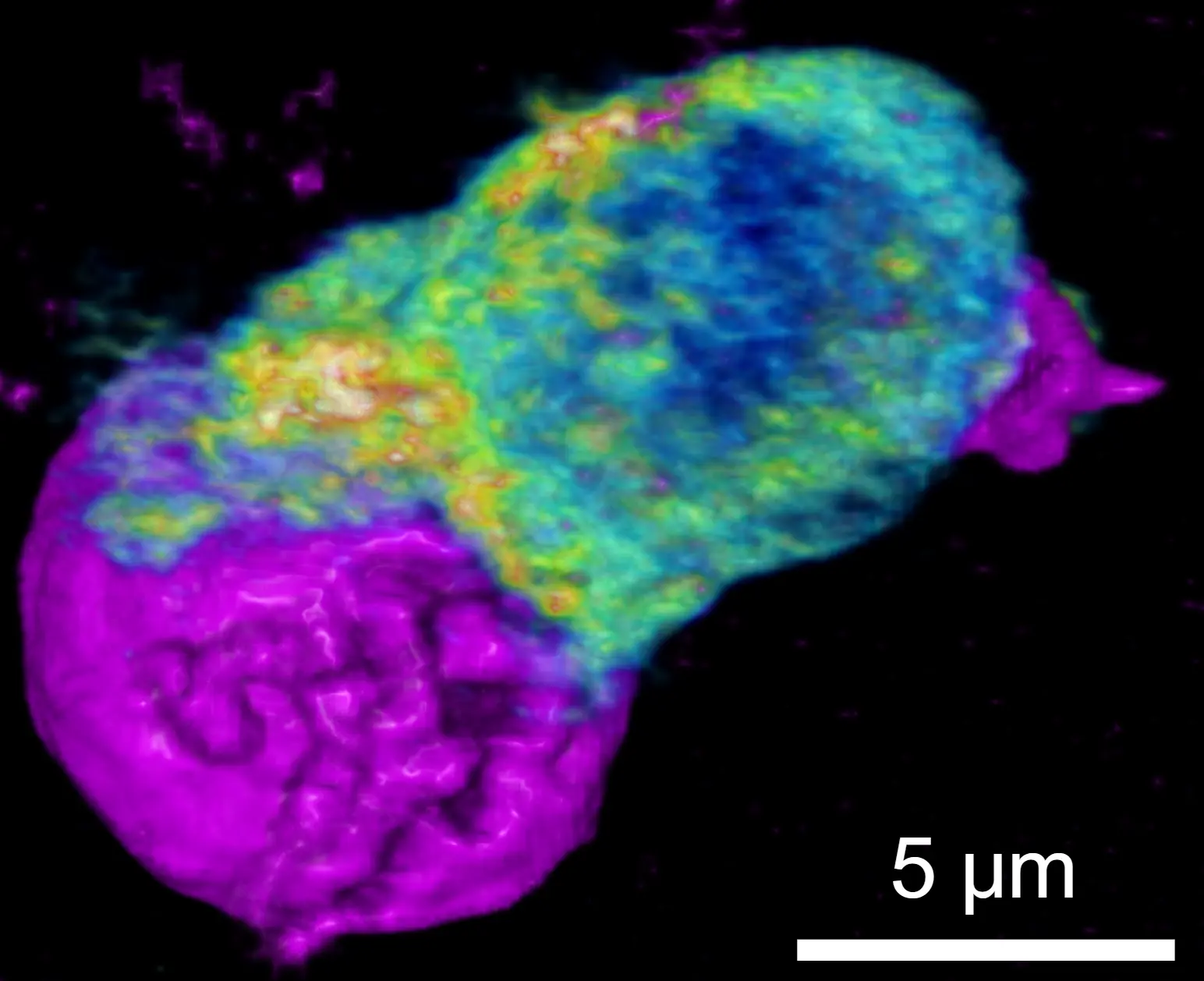 Immune synapse